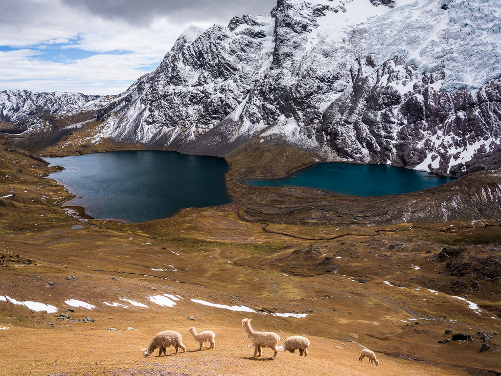 ANDANTE Hike/Trek - Baby Alpaka & Merino Wandersocken